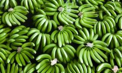 Cavendish Banana G9 – product photo 2, product detail gallery