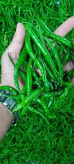 Green Chilli G4 – product photo 1, product detail gallery