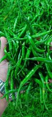 Green Chilli G4 – product photo 2, product detail gallery