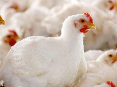 Poultry meat Place of Origin Dutch farm Quality High Dutch standards Brand Name You can name your - Image 2