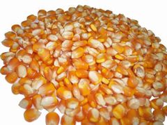 Yellow Corn – product photo 1, product detail gallery