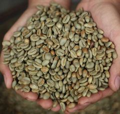 Arabica Coffee from South Sulawesi Soil Type Volcanic Soils Origin Aceh Sumatra And South Sulawesi Farming Practice Organic, Without Synthetic - Image 4