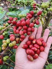 Arabica Coffee from South Sulawesi Soil Type Volcanic Soils Origin Aceh Sumatra And South Sulawesi Farming Practice Organic, Without Synthetic - Image 6