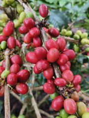 Arabica Coffee from South Sulawesi Soil Type Volcanic Soils Origin Aceh Sumatra And South Sulawesi Farming Practice Organic, Without Synthetic - Image 1