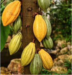 COCOA BEANS – product photo 2, product detail gallery