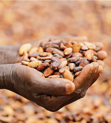 COCOA BEANS – product photo 3, product detail gallery