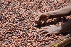Dried Cocoa Beans for sale  Drying Process Sun Max. Moisture (%) ≤ - Image 1