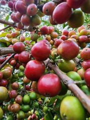 Arabica Green bean Coffee – product photo 2, product detail gallery