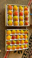 apricot Color red Packaging - Image 1