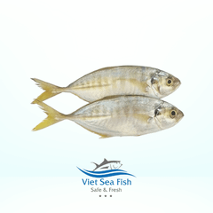 Yellow Scad Fish - Image 1