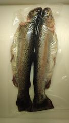 Trout Weight 2 To 2.5 Kg Form Fresh And Frozen Flavor Rich In Flavor Standard European Standards Sustainability Sustainably Sourced - Image 3