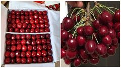 cherry Fruit Type Cherry Type fresh sweet cherry Packaging plastic box 250 gramm, 500 gramm, 1 - Image 1