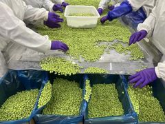 IQF Frozen Edamame kernels/pods - Image 3
