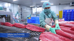 YELLOWFIN TUNA - Vitamin LOINS - Skinless, boneless, bloodline off,	"2-4 kgs" - net weight 100% - Image 2