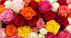 Premium Intermediate Cut Roses – 40cm | Mixed Export Colors - Image 1