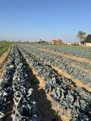 sweet potato - Image 1