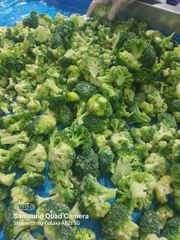 Broccoli - Image 1