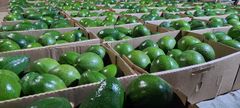 AVOCADO – product photo 1, product detail gallery