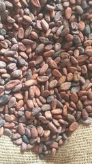 Best Quality Fermented Cocoa Beans – Nigerian & Ivorian Origin – product photo 1, product detail gallery