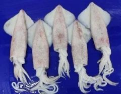 FROZEN BABY SQUID (Uroteuthis duvaucelii) – product photo 1, product detail gallery