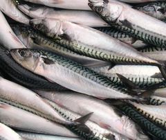 Fresh Frozen Mackerel Fish - Image 1
