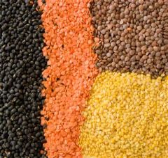 Lentils - Image 2