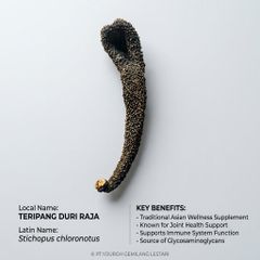Dried Sea Cucumber - Image 1