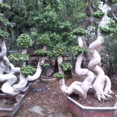 Odd Roots Ficus Live Ficus Plant - Image 2