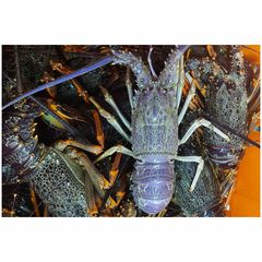 Crayfish/Crawfish / Lobster Crawfish Style Fresh Type Lobster Weight (kg) 5 Packaging Bulk Content LOBSTERS Variety - Image 4