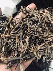Clove Stems - Image 2