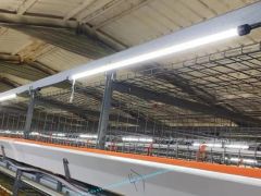 Green Lighting 6.5W IP67 LED Poultry Light Tube for Poultry Farm - Image 5