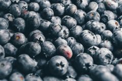 Premium Fresh Blueberries from South Africa for Exports! Class 1 export quality professional packing - Image 2