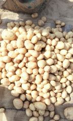 Fresh Potato – product photo 5, product detail gallery