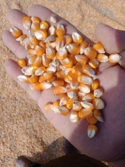 IMPORT Non GMO Yellow Maize Corn/ Yellow Corn & White Corn/Air Dried Yellow Maize Corn for Sale 50kg Packaging - Image 1