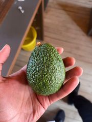 Fresh Avocado