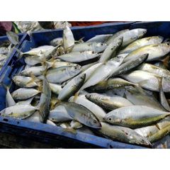 Good High Quality Salt Fish Mackerel Frozen Seafood for Gourmet Menus and Global Markets from Indian Exporter - Image 1