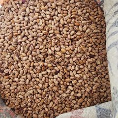 Red speckled sugar beans - Image 1