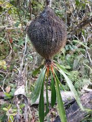 Live Myrmecodia archboldiana (Ant Plant) from Papuan indonesia - Image 2