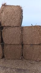 Wheat Straw - Image 1