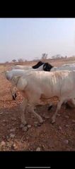 Goats, sheep, - Image 2