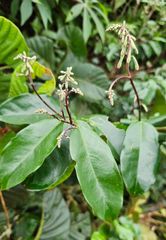 griffonia seeds: used for their 5-HTP content in nutraceutical / pharmaceutical industry - Image 3