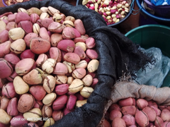 Fresh Kola Nuts – Grade A Grade A Origin Nigeria Shipping Time 20–30 Days Delivery Terms Fob, Cnf, Or Cif Moisture Content Fresh, - Image 1