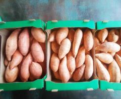Sweet Potato – product photo 2, product detail gallery