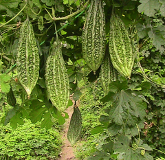Bitter Gourd - Image 2