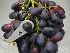 PREMIUM SEEDLESS GRAPES FOR SALE - RED SEEDLESS GRAPES, BLACK SEEDLESS GRAPES, WHITE/YELLOW SEEDLESS GRAPES – product photo 4, product detail gallery