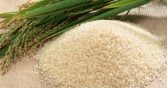 Japonica Rice - Image 1