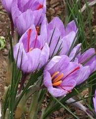 Saffron - Image 1