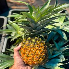 Sweet Queen Pineapple Fresh Fruits Fresh Sweet Queen Pineapple Fresh Juicy Succulent Queen Pineapple - Image 1