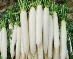 Radish (Mooli) - Export Quality from India - Image 1