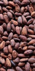 Premium Raw Cocoa Beans from Cameroon – Available for Export - Image 1